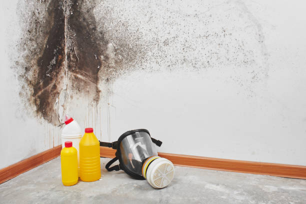 Best Mold Testing  in Renovo, PA
