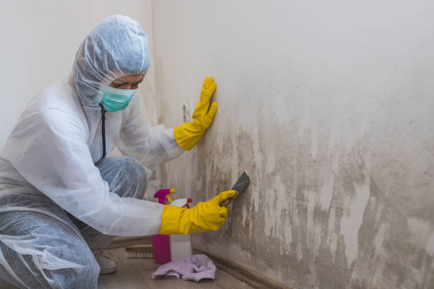 Certified Mold Removal in Renovo, PA