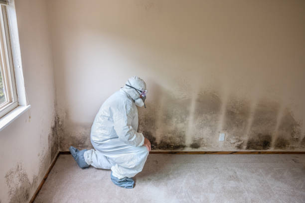 Best Black Mold Removal  in Renovo, PA